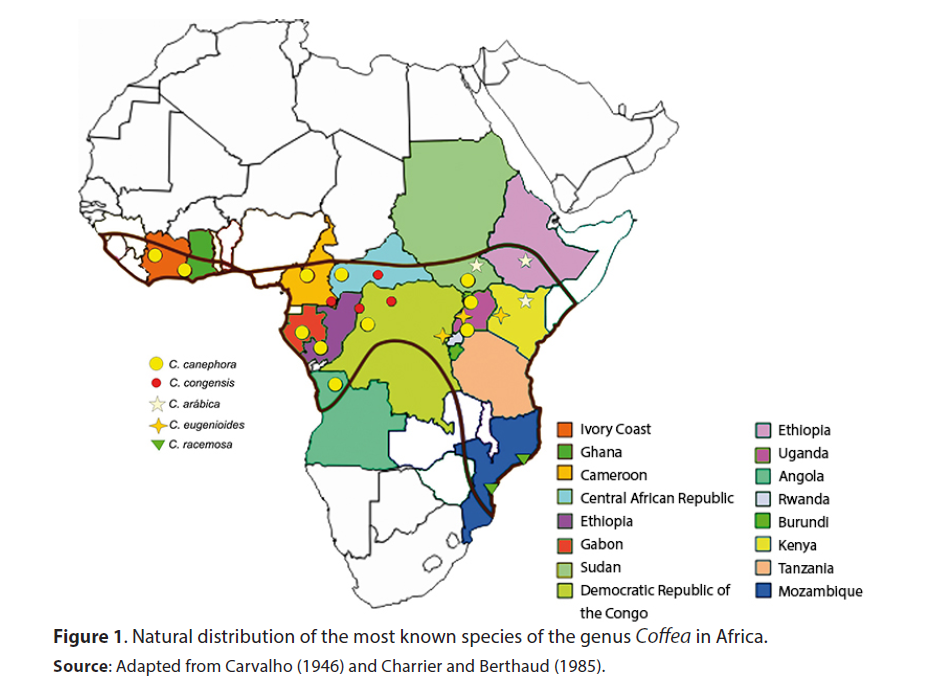 «Конилон – это все-таки робуста или не робуста?»