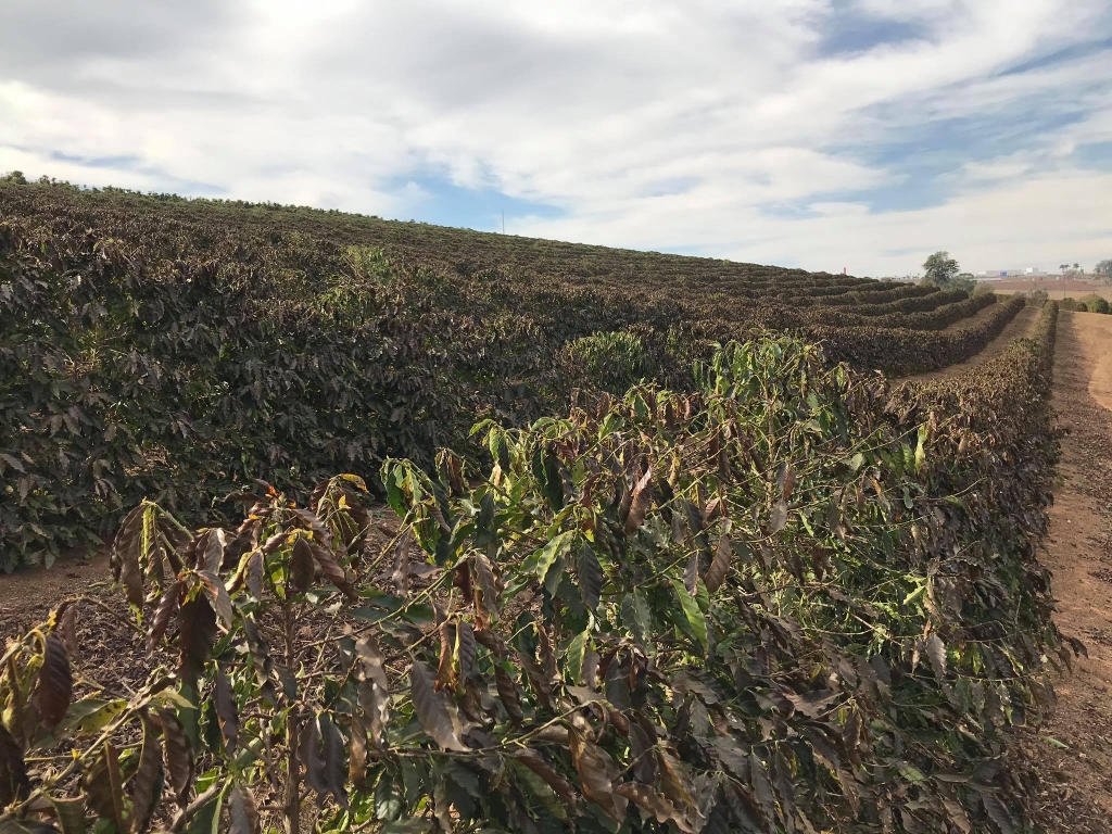 Морозное бразильское лето 2021го