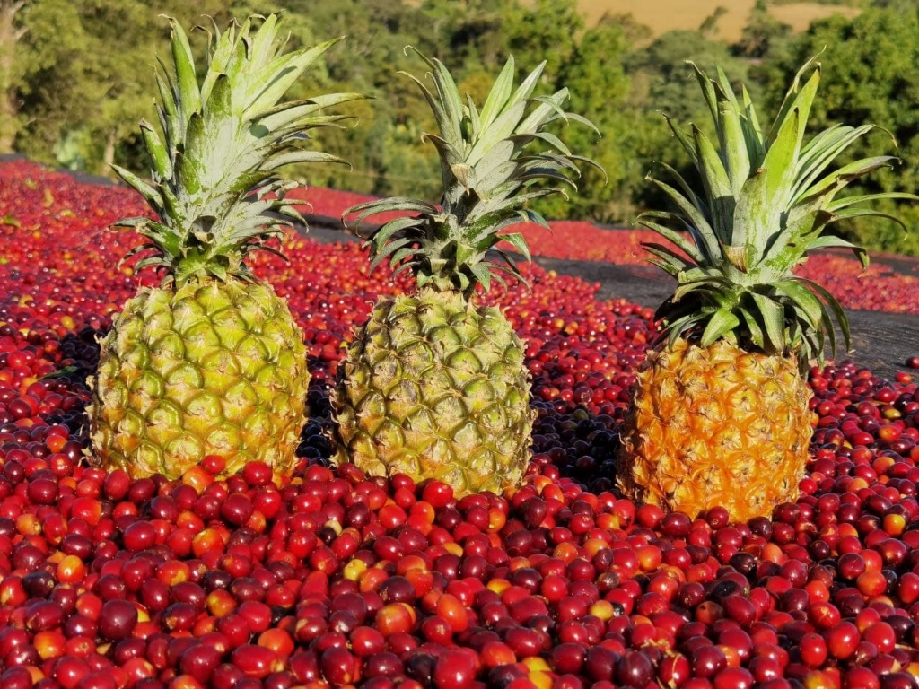 Принимаем онлайн заказы в контейнер из Эфиопии